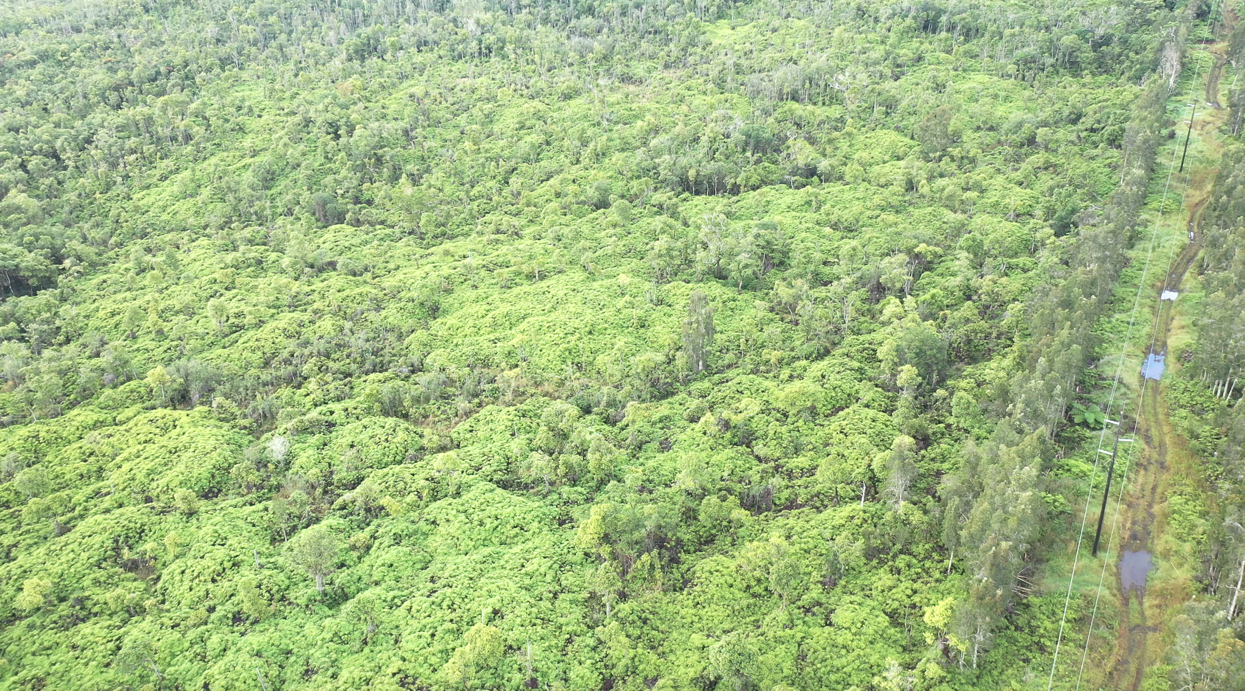 Kūkūau Community Forest, Hawaiʻi Island — Hawaiʻi Land Trust